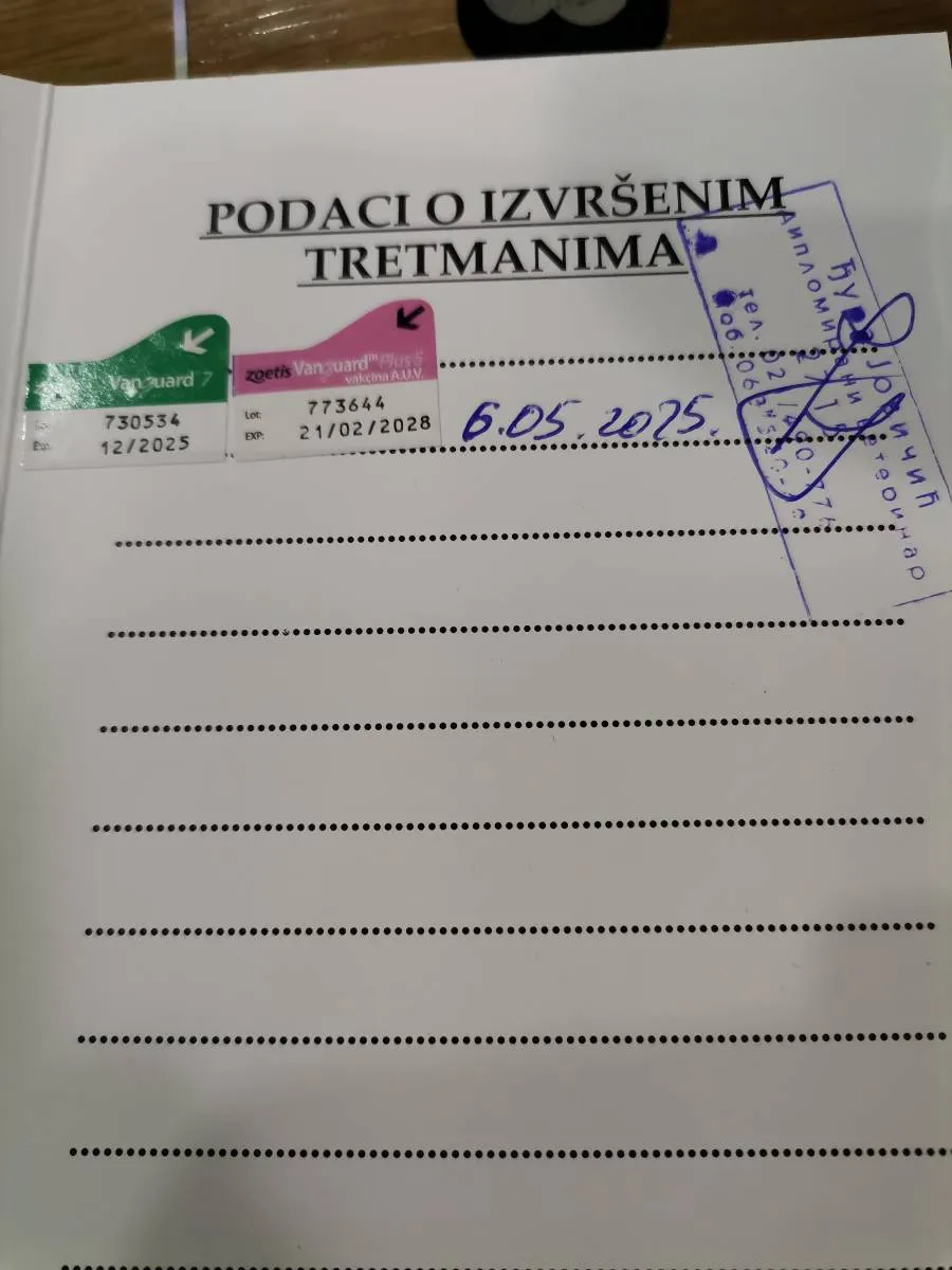 Nemački špic na prodaju, Novi Sad (2)