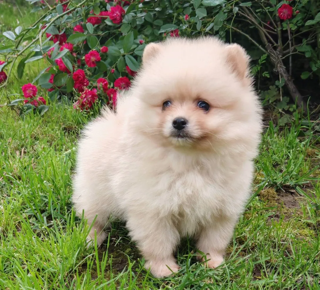 Nemački špic na prodaju, Bačka Topola