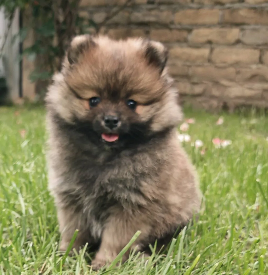 Nemački špic na prodaju, Bačka Topola (2)