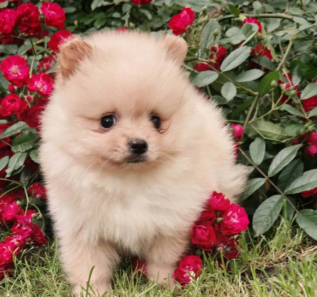 Nemački špic na prodaju, Bačka Topola (3)