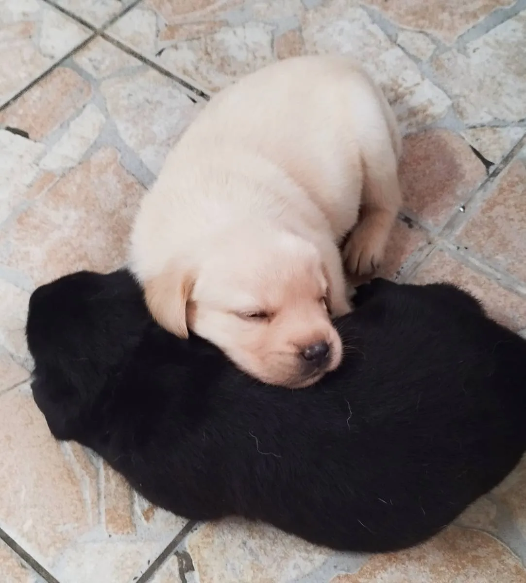 Labrador retriver na prodaju, Niš (3)
