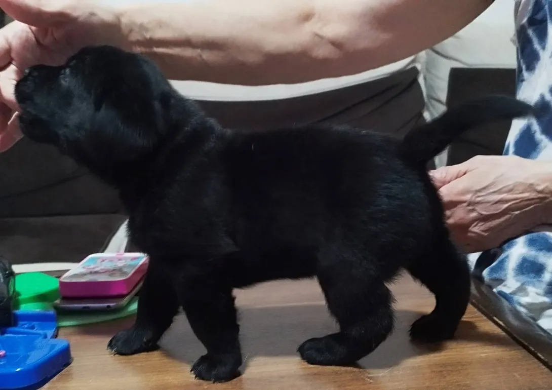 Labrador retriver na prodaju, Niš (6)