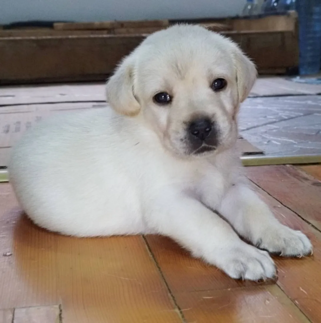 Labrador retriver na prodaju, Niš
