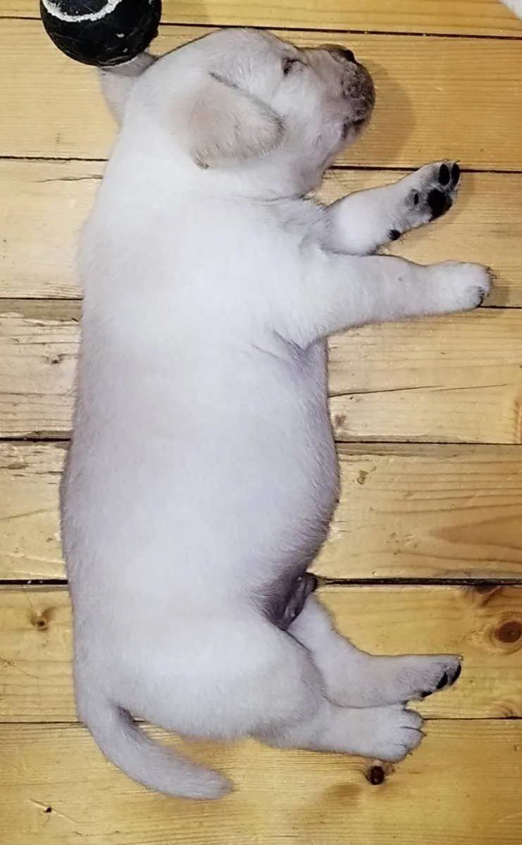 Labrador retriver na prodaju, Niš (4)