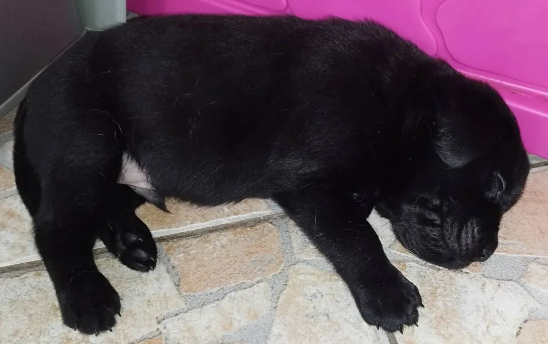 Labrador retriver na prodaju, Niš (3)