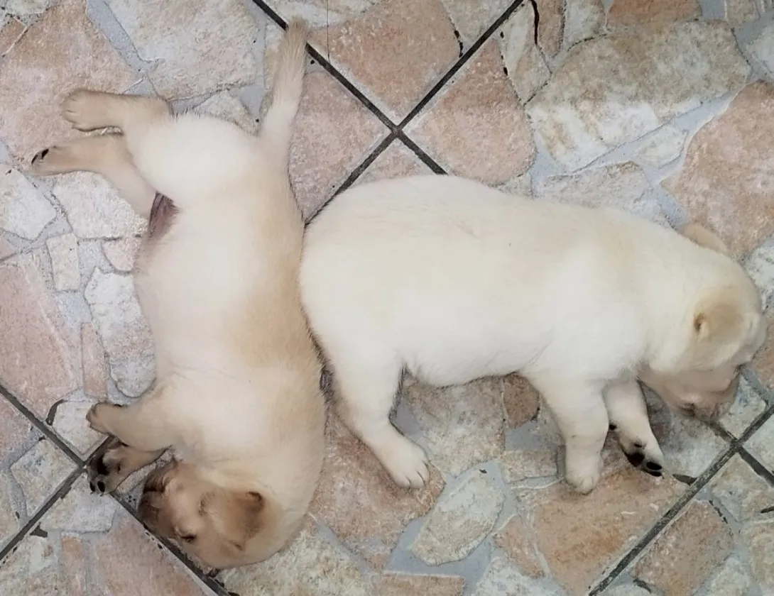 Labrador retriver na prodaju, Niš (2)