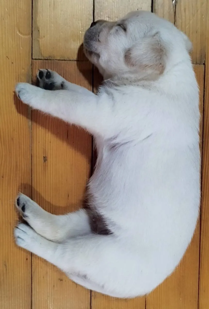 Labrador retriver na prodaju, Niš