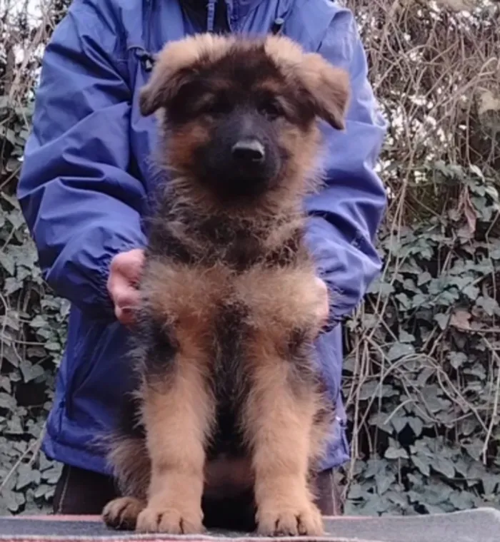 Nemački ovčar na prodaju, Beograd Rakovica