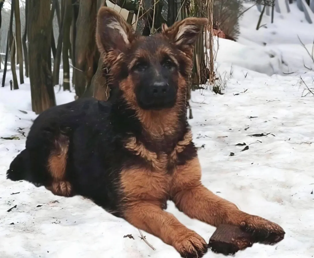 Nemački ovčar na prodaju, Beograd Rakovica