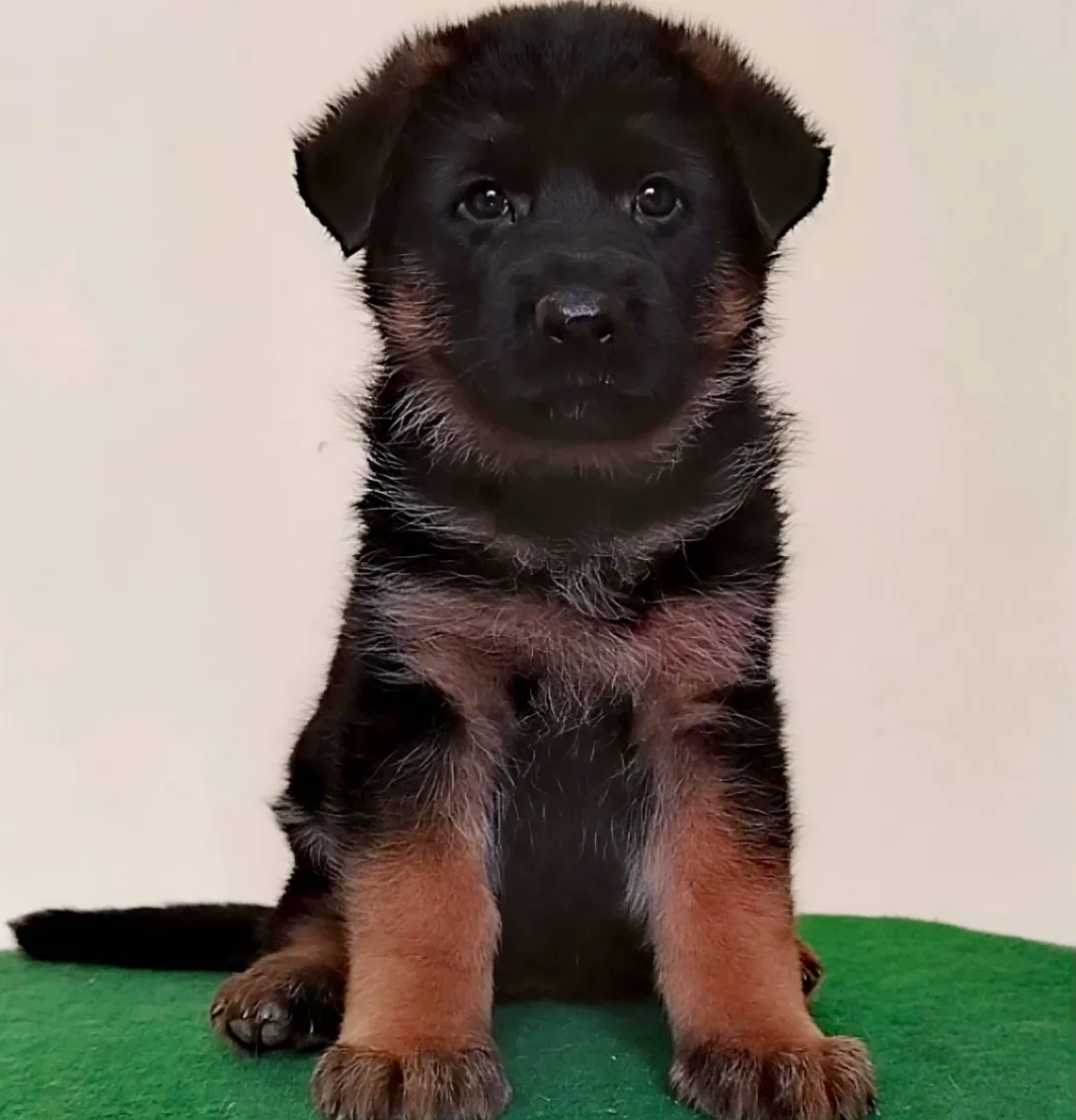 Nemački ovčar na prodaju, Beograd Rakovica (2)