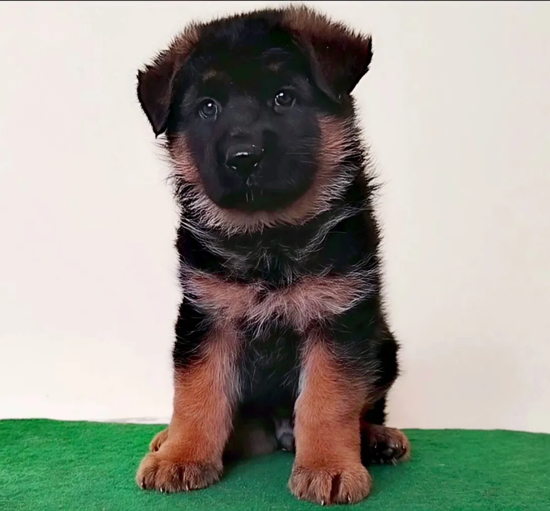 Nemački ovčar na prodaju, Beograd Rakovica