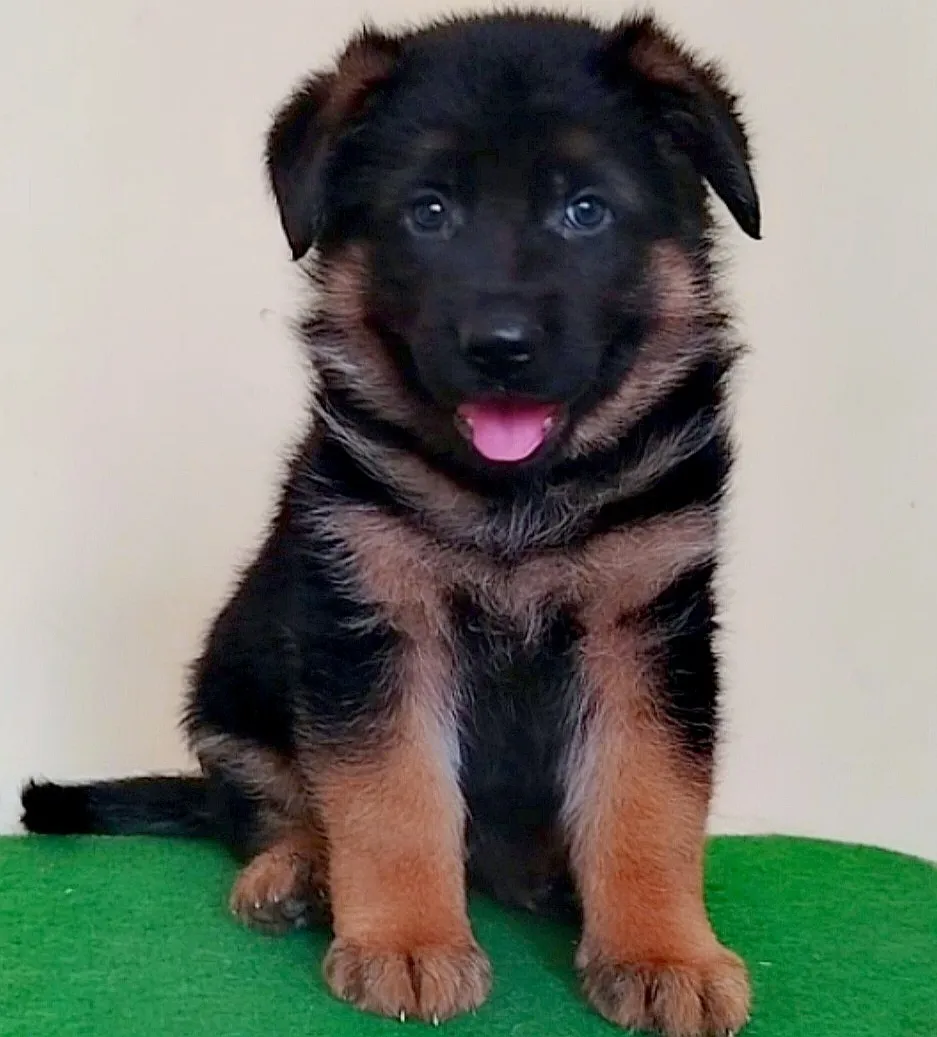 Nemački ovčar na prodaju, Beograd Rakovica (3)