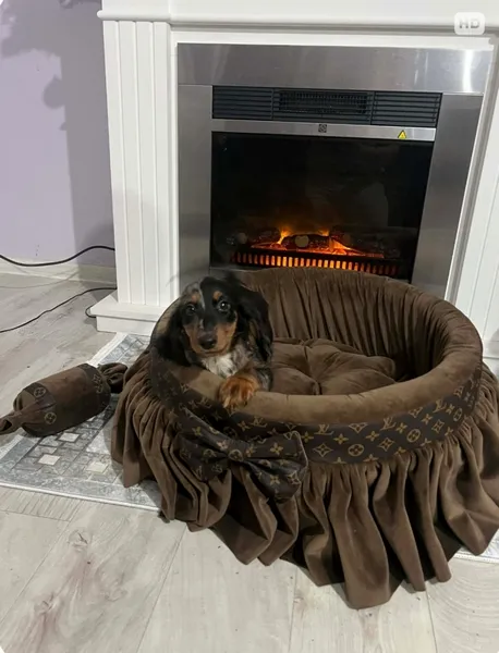 Jazavičar na prodaju, Novi Sad