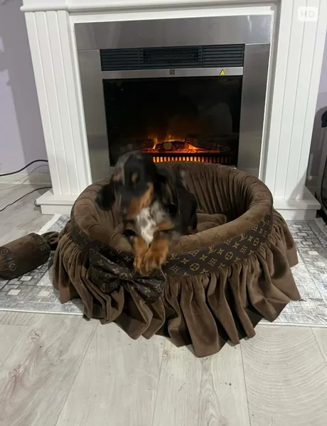 Jazavičar na prodaju, Novi Sad (2)