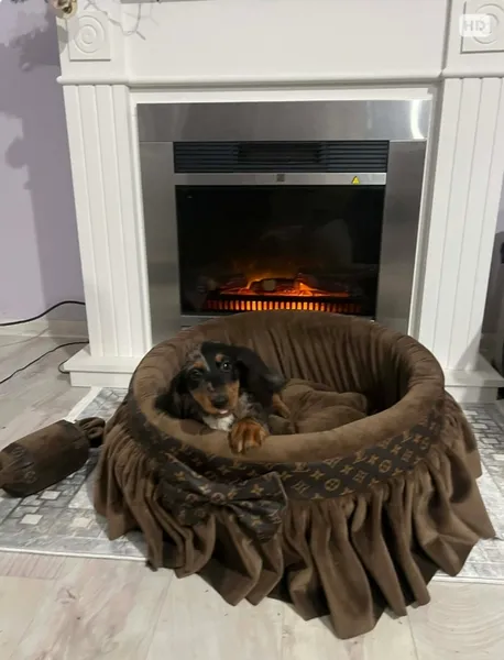 Jazavičar na prodaju, Novi Sad (3)