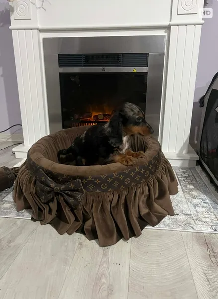 Jazavičar na prodaju, Novi Sad (4)