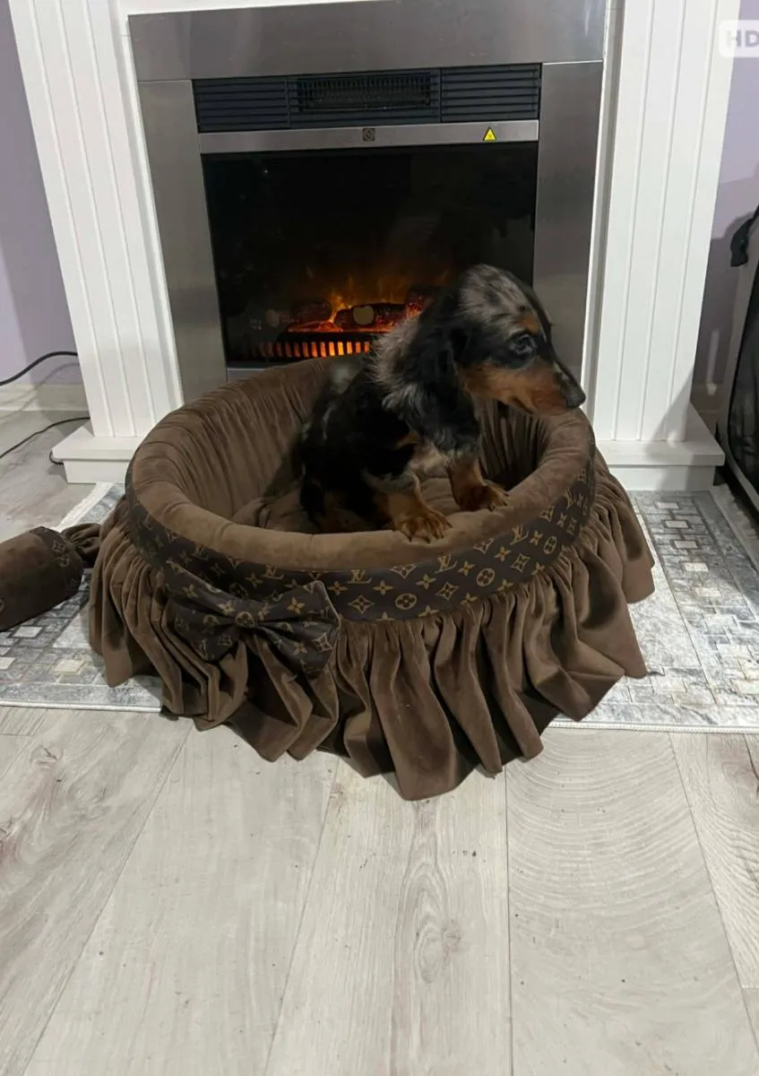 Jazavičar na prodaju, Novi Sad (5)