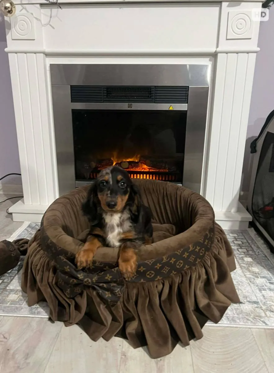 Jazavičar na prodaju, Novi Sad (6)