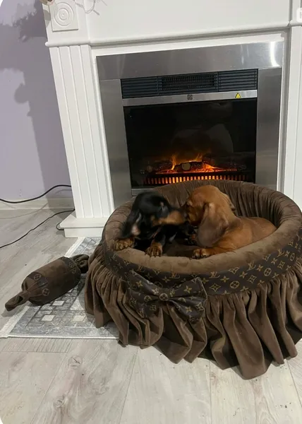 Jazavičar na prodaju, Novi Sad