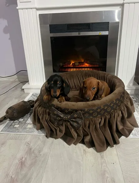 Jazavičar na prodaju, Novi Sad (3)