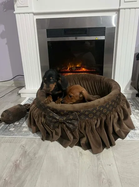 Jazavičar na prodaju, Novi Sad (4)