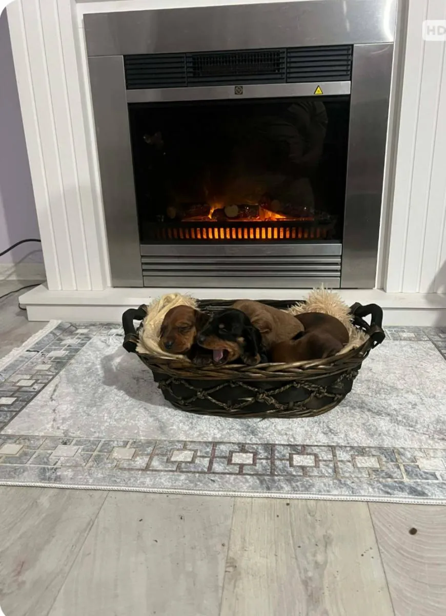 Jazavičar na prodaju, Novi Sad (5)