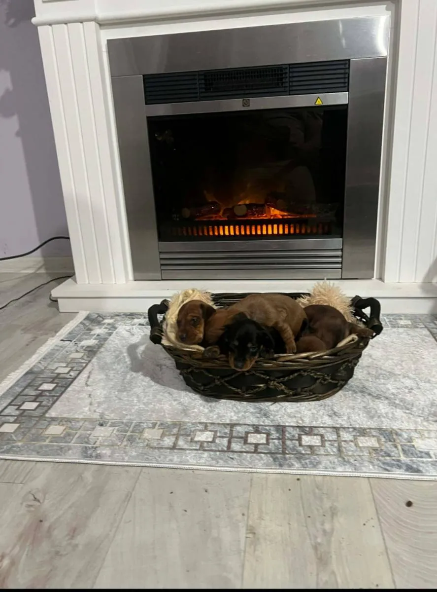 Jazavičar na prodaju, Novi Sad (6)