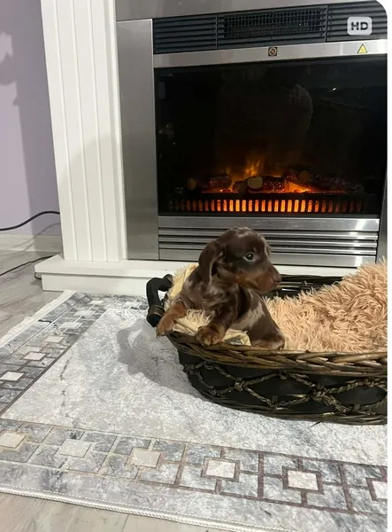 Jazavičar na prodaju, Novi Sad (2)