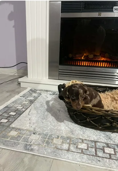 Jazavičar na prodaju, Novi Sad (3)