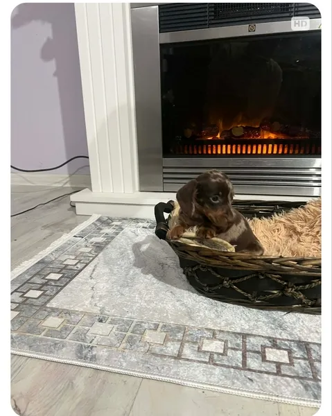 Jazavičar na prodaju, Novi Sad (4)