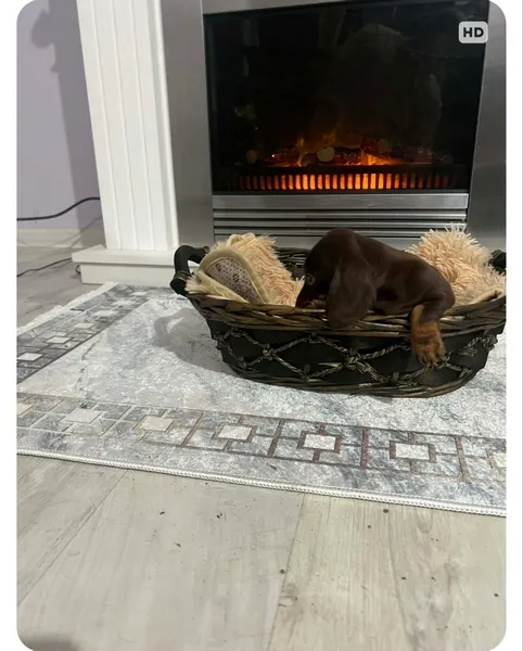 Jazavičar na prodaju, Novi Sad (5)