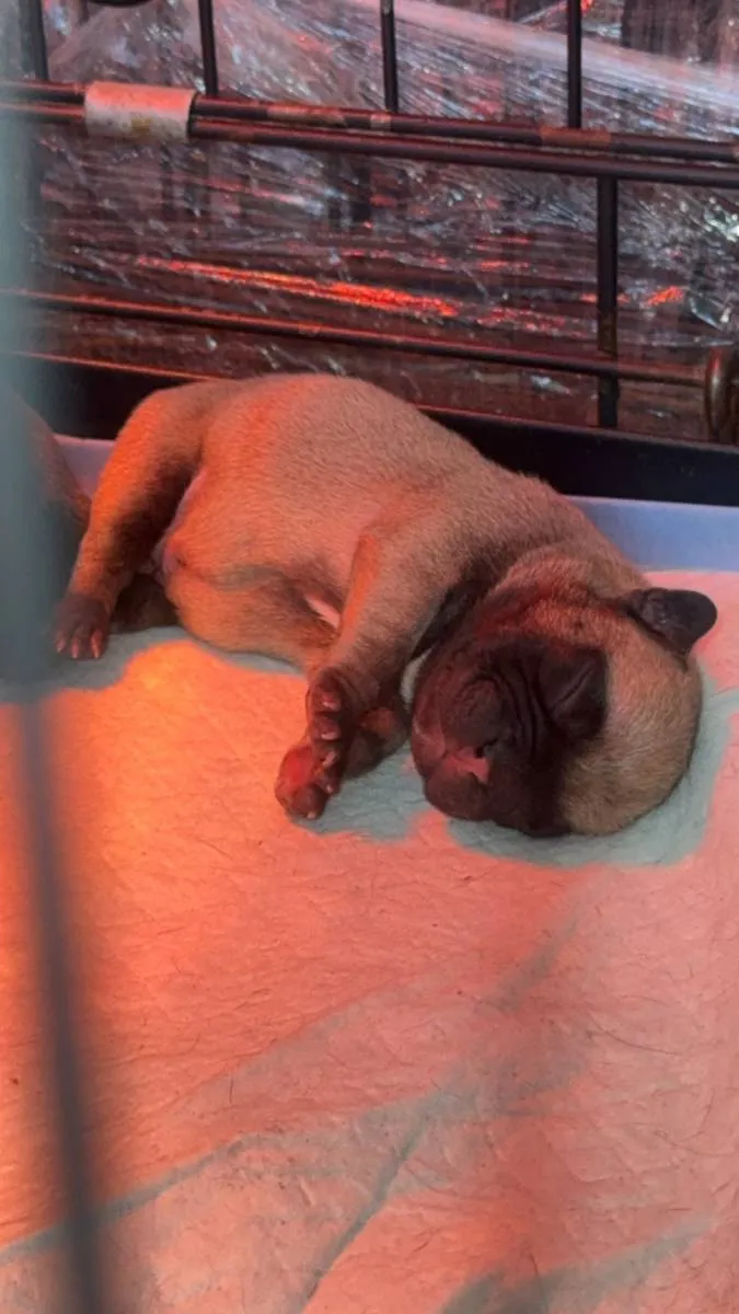 Francuski buldog na prodaju, Smederevska Palanka (4)