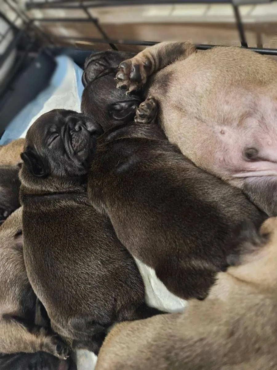 Francuski buldog na prodaju, Smederevska Palanka (3)