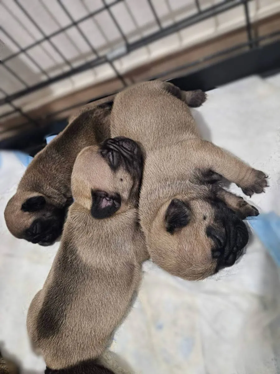 Francuski buldog na prodaju, Smederevska Palanka (2)