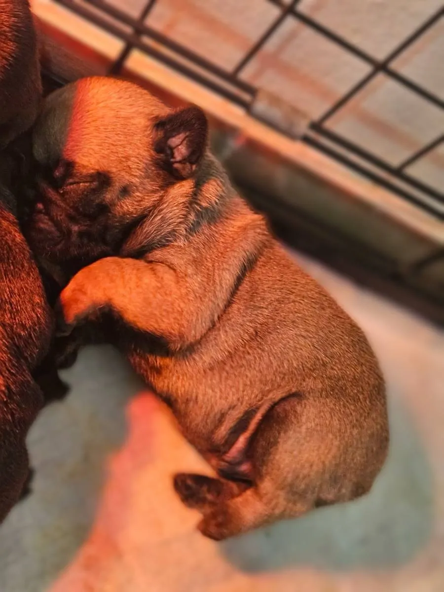 Francuski buldog na prodaju, Smederevska Palanka