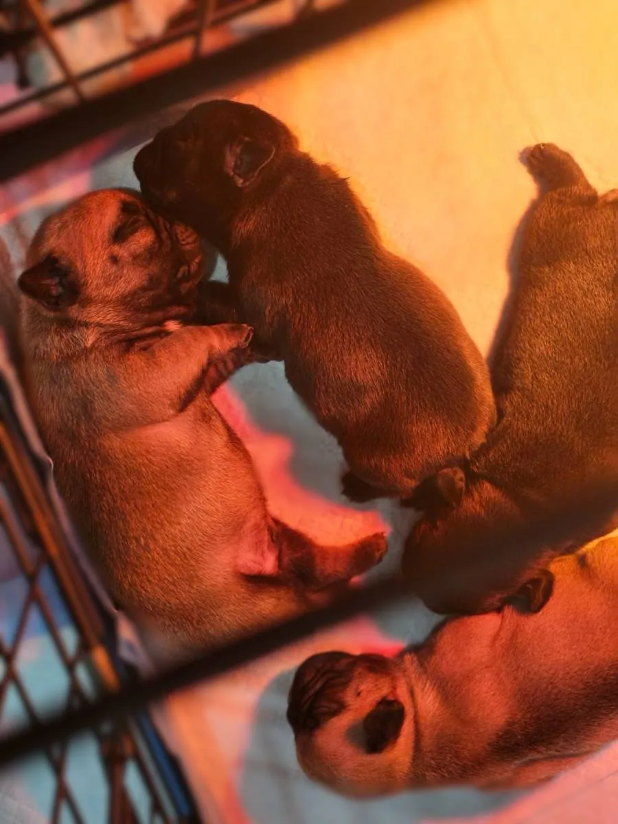 Francuski buldog na prodaju, Smederevska Palanka (2)