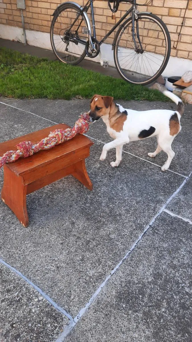 Džek raselov terijer na prodaju, Novi Sad