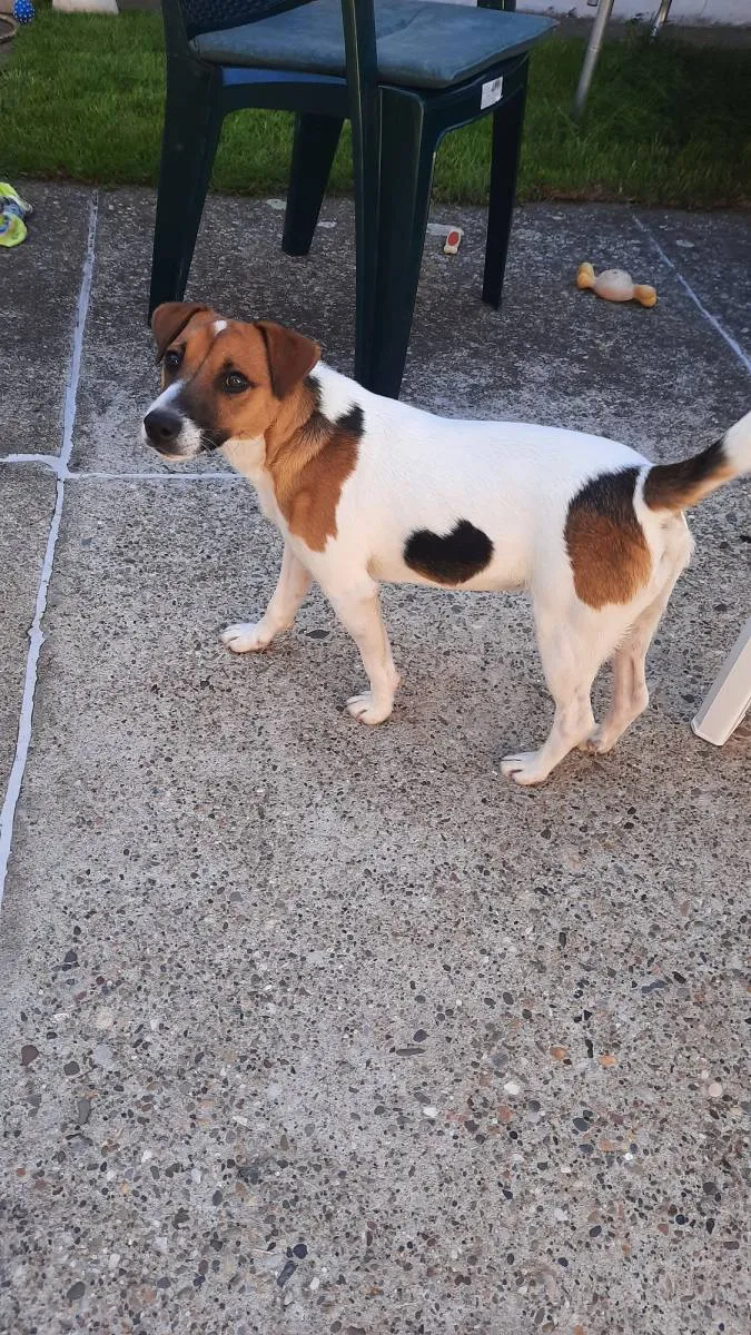 Džek raselov terijer na prodaju, Novi Sad (2)