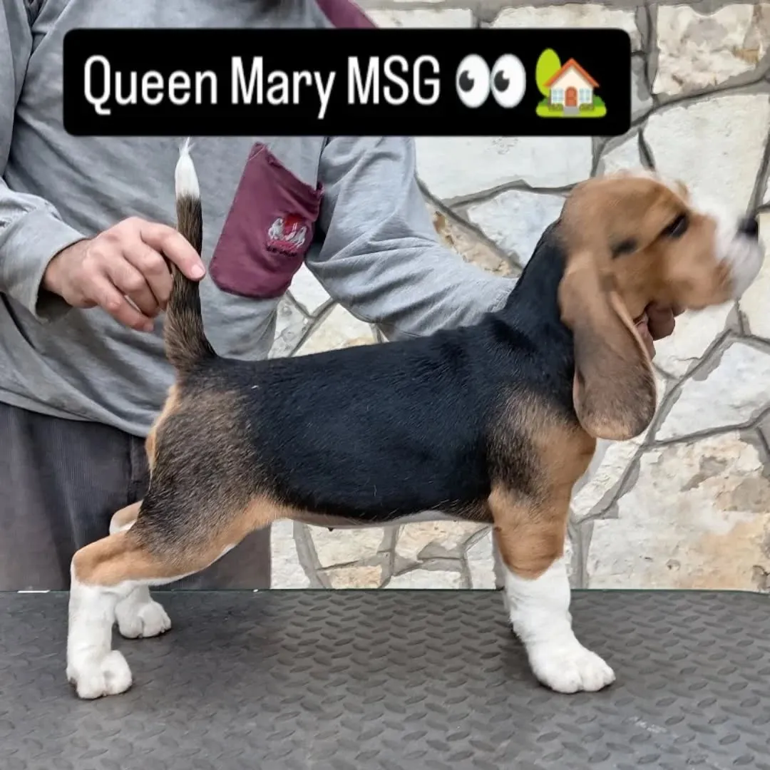 Bigl na prodaju, Kovin