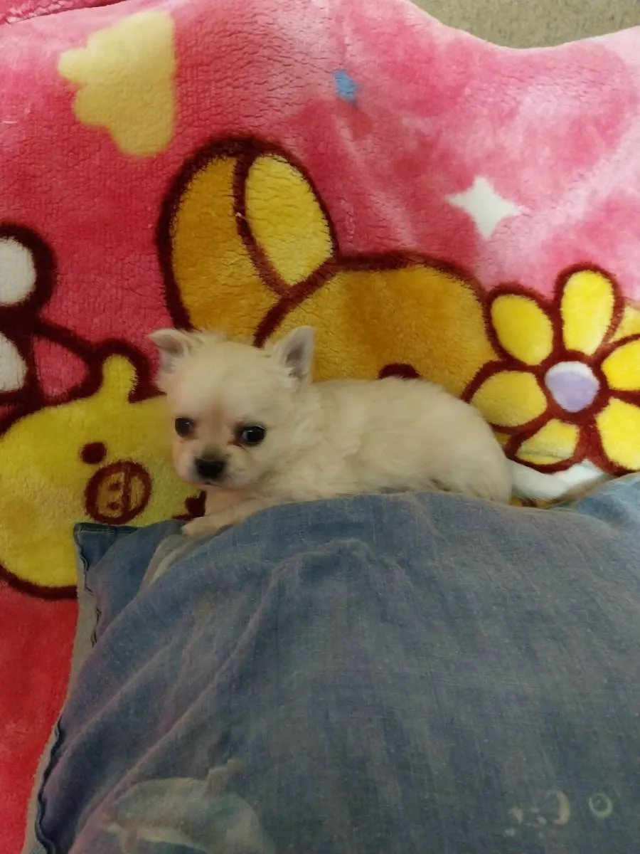 Čivava na prodaju, Subotica (2)