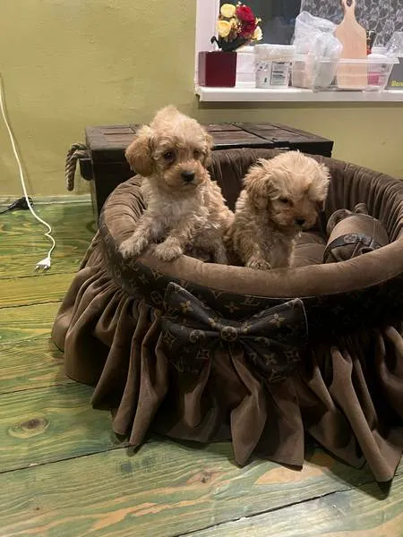 Pudla (patuljasta) na prodaju, Novi Sad