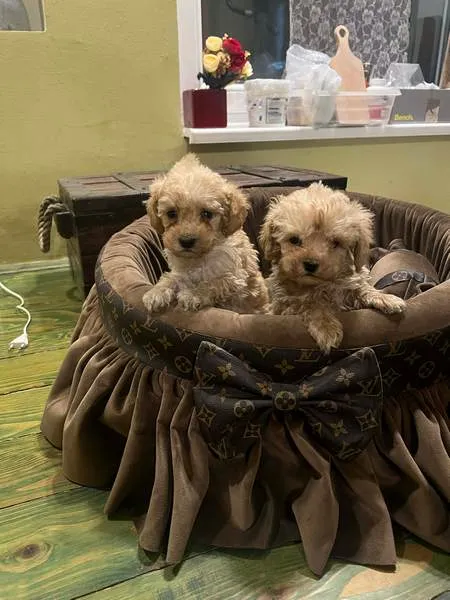 Pudla (patuljasta) na prodaju, Novi Sad (3)