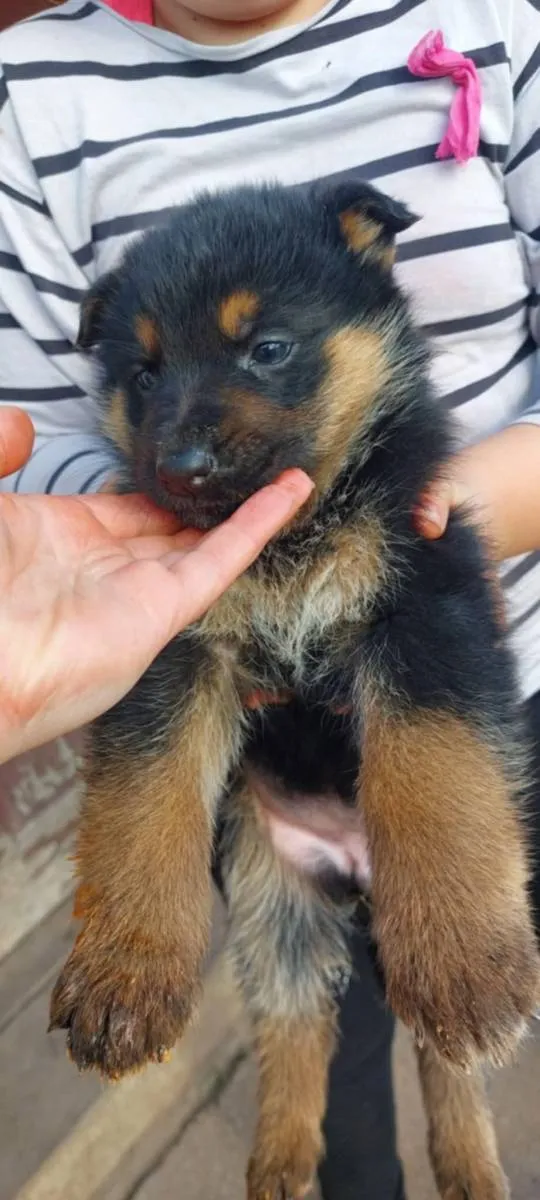 Nemački ovčar na prodaju, Subotica