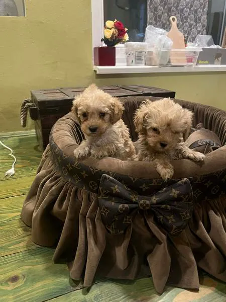 Pudla (patuljasta) na prodaju, Novi Sad (2)