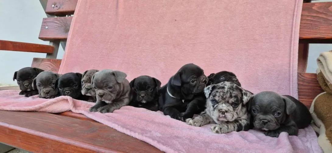 Francuski buldog na prodaju, Subotica (2)