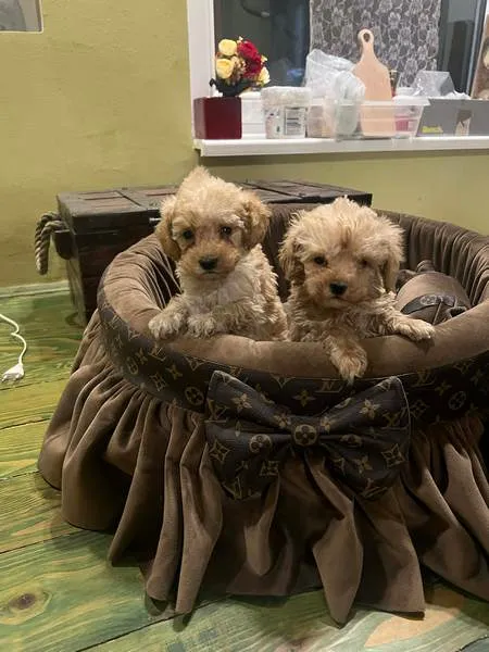 Pudla (patuljasta) na prodaju, Novi Sad (4)