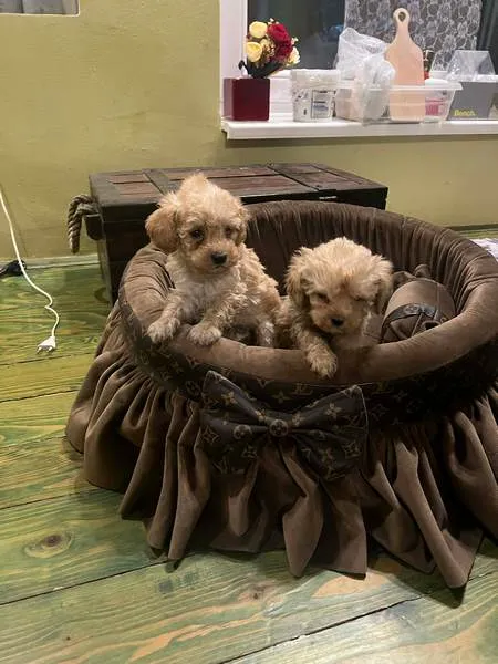 Pudla (patuljasta) na prodaju, Novi Sad (5)