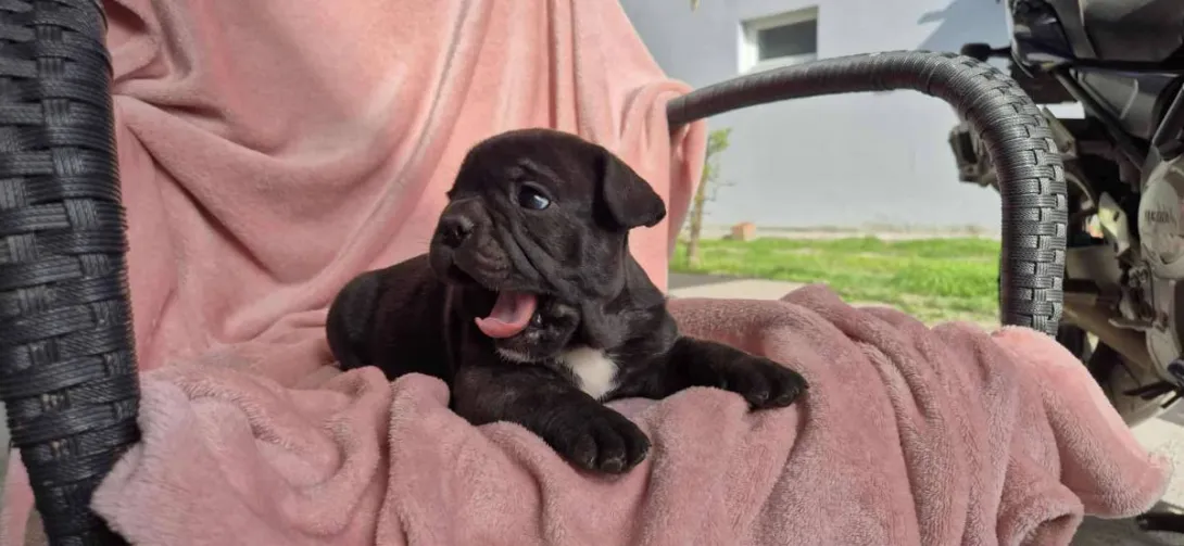 Francuski buldog na prodaju, Subotica (5)