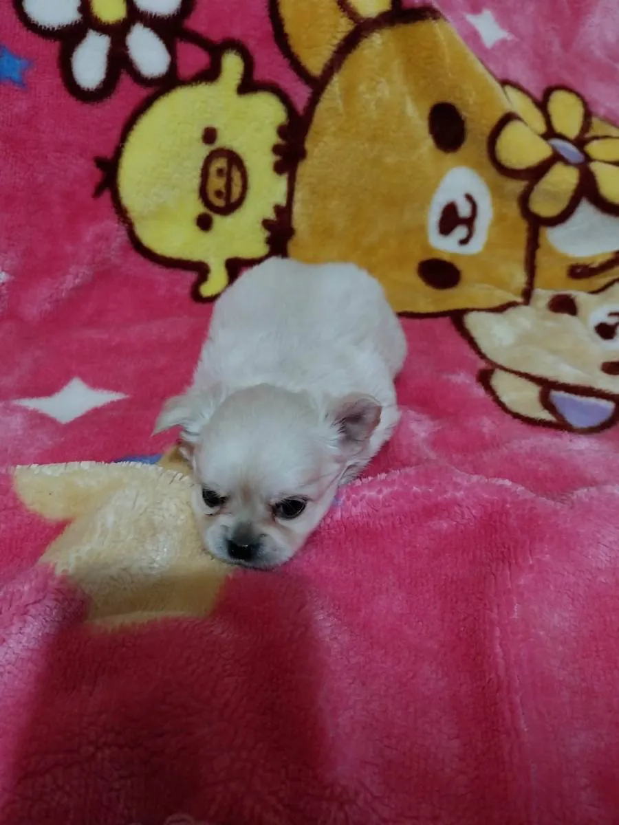 Čivava na prodaju, Subotica