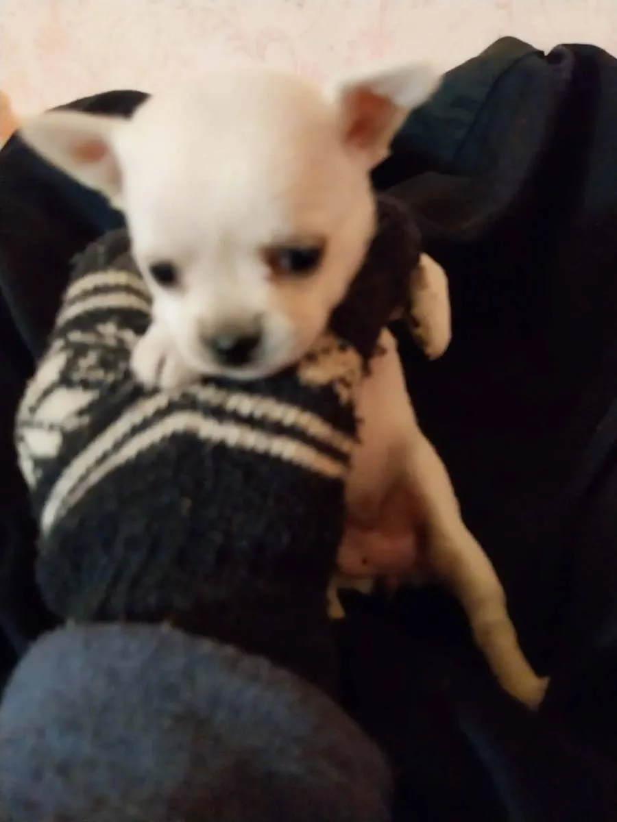 Čivava na prodaju, Subotica (3)